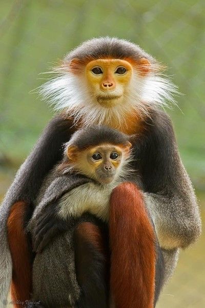Игровой автомат Crazy Monkey от Igrosoft -